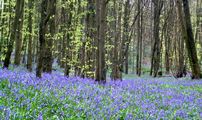 bluebells