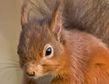 red squirrel image